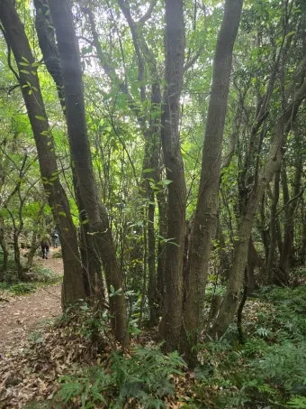 제주 곶자왈 숲길 산책 원시림 초록 힐링 여행_6