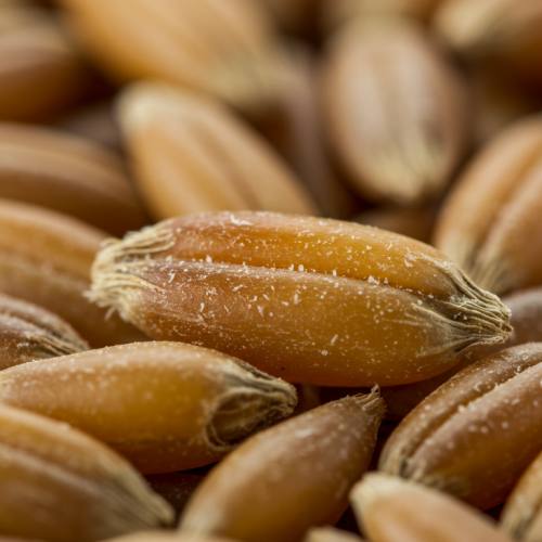 카무트효소 많이든 곡물 사진