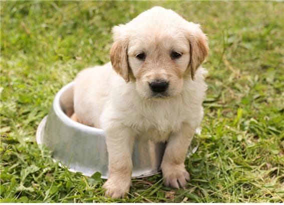 강아지 사료 선택 시 꼭 알아야 할 기준과 주의사항
