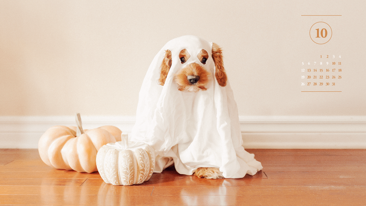 05 할로윈 강아지 A - 2025년10월 노트북배경화면