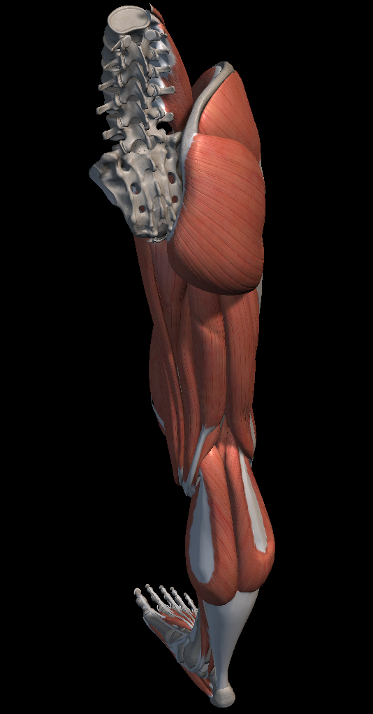 햄스트링 스트레칭 방법