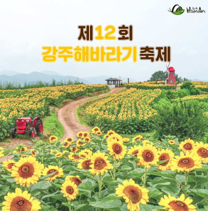 해바라기-축제