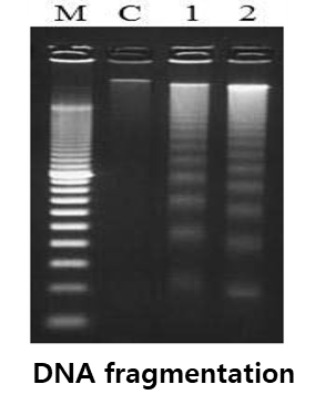 DNA fragmentation in Agarose gell