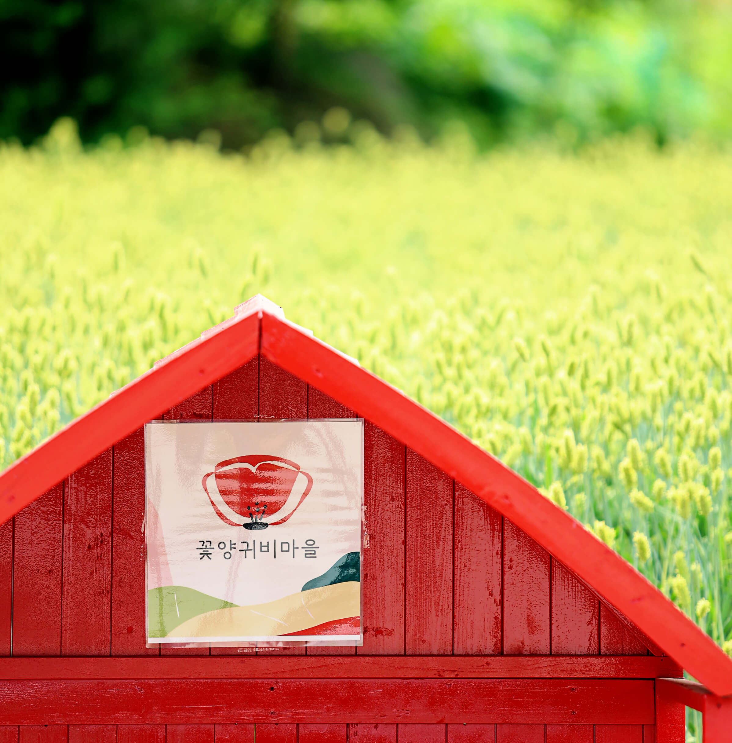 원주 용수골꽃양귀비축제