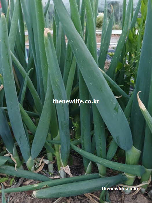 대파 효능 혈관 건강 알리신