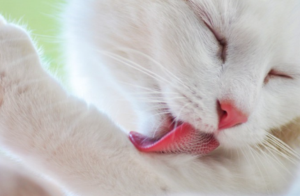 자신을 핥는 고양이.