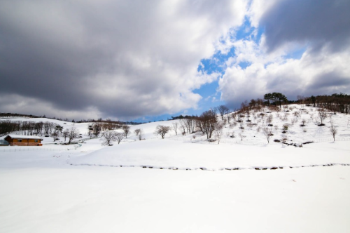 강아지 동반 여행지 추천