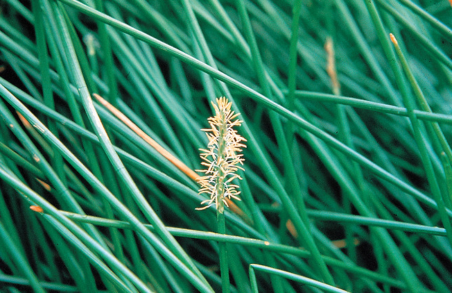 올방개의 특징과 효능, 서식지 분포, 식용.