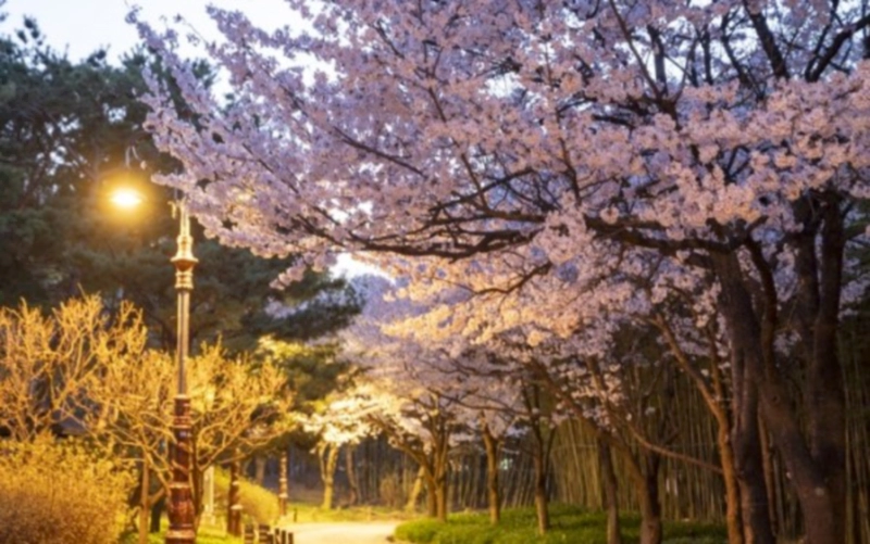 대전 한밭수목원 벚꽃길