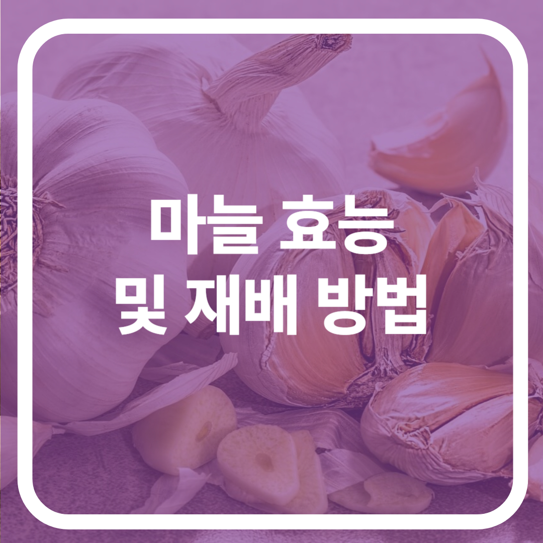 마늘 효능 및 재배 방법