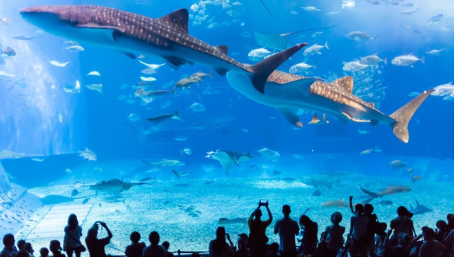 SNS에서 뜨는 오키나와 필수 코스 (오키나와 트렌드, 포토스팟, 여행팁)