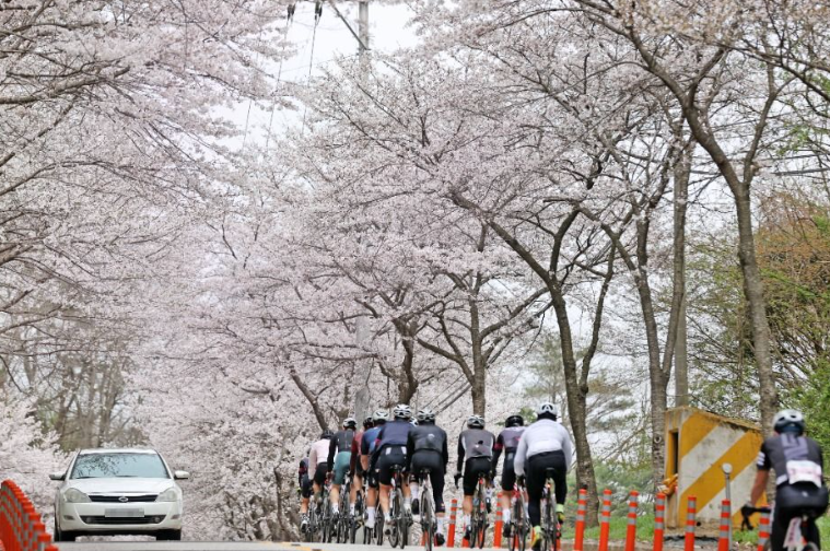 임실 옥정호 벚꽃 축제