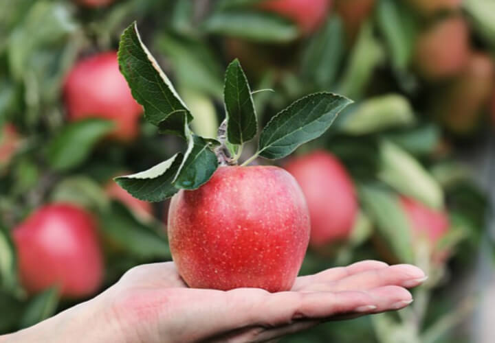 손-위에-올려놓은-사과