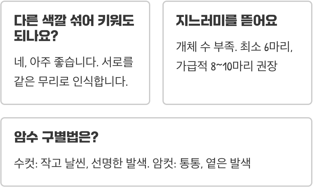 수마트라 종류 총정리 (그린&amp;#44; 골든&amp;#44; 알비노&amp;#44; 플래티넘)