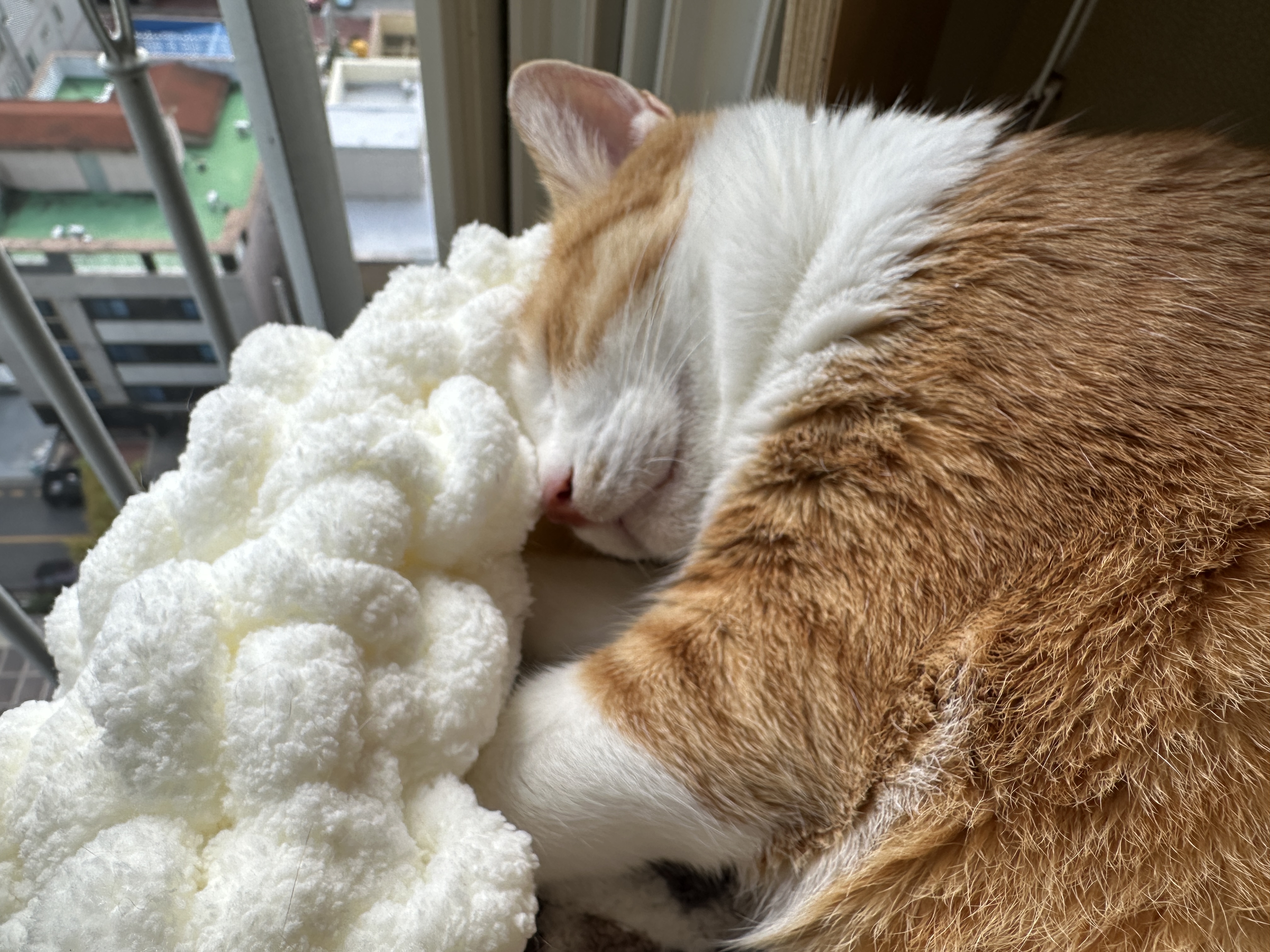 따뜻한_햇살_아래에서_엄마가_만들어준_바구니_안에서_잠자고_있는_치즈냥이_호야_6