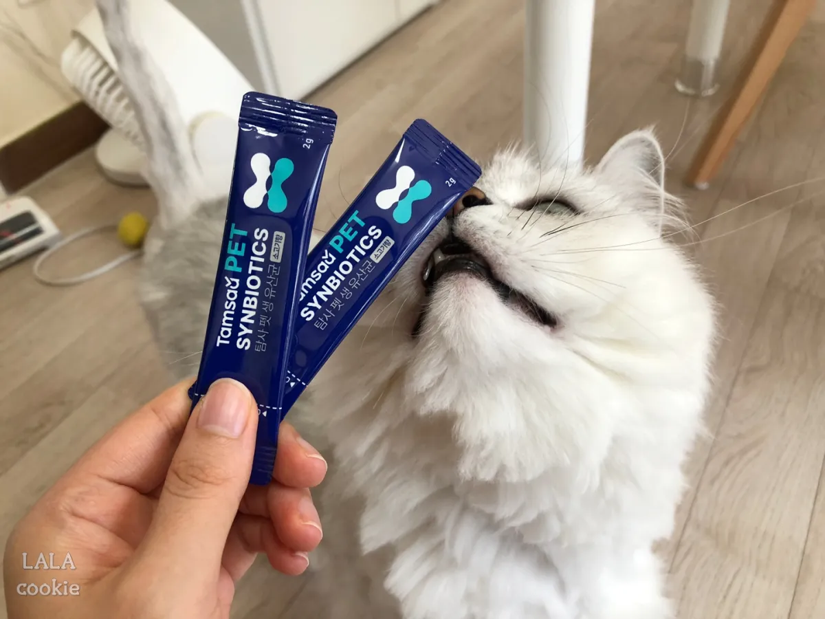 고양이-건강-유산균-영양제-추천-후기-유산균을-들고-있는-손을-보는-고양이