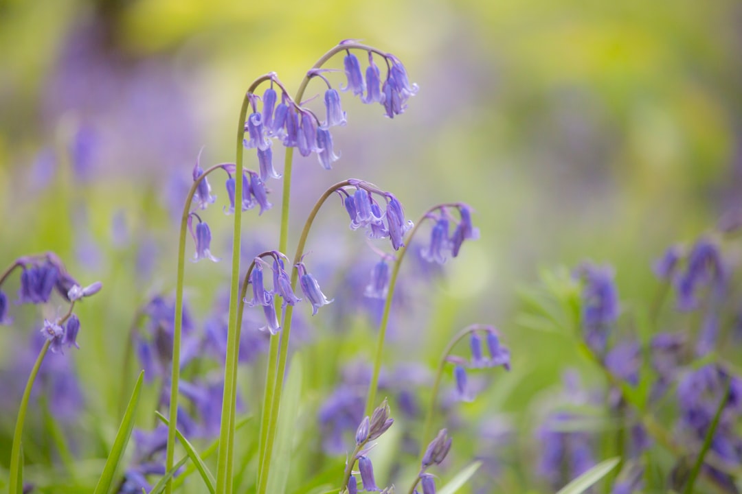 Bluebell