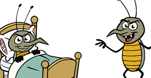 빈대 물린자국 빈대 퇴치법 퇴치제 살충제