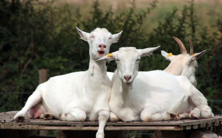 아침고요 동물원