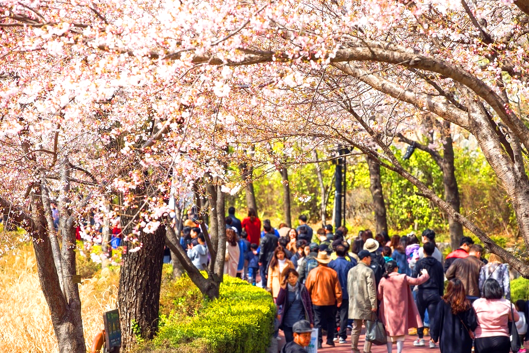 석촌 호수 벚꽃축제