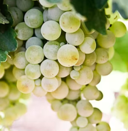 포도 효능 부작용