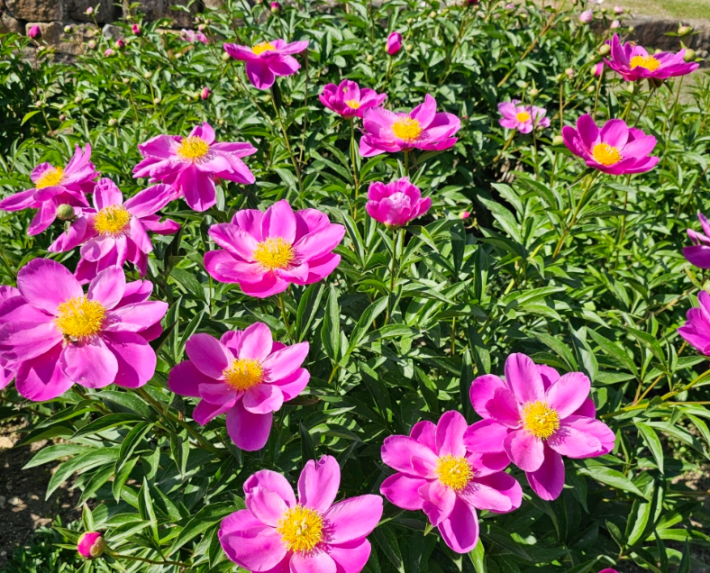 경주 서악동 삼층석탑, 숨겨진 작약꽃 명소에서 즐기는 봄 풍경