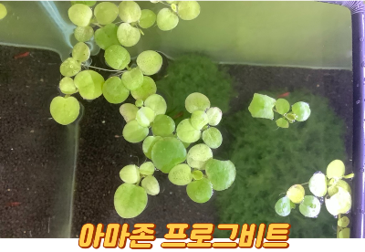 아마존 프로그비트