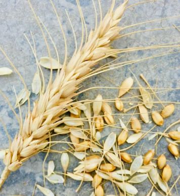 카무트 효소 효능 및 먹는법 총정리