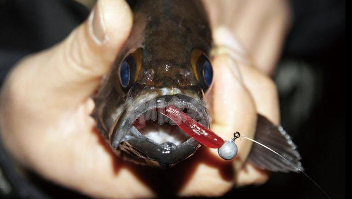 지그헤드에 입술이 걸려나온 사진