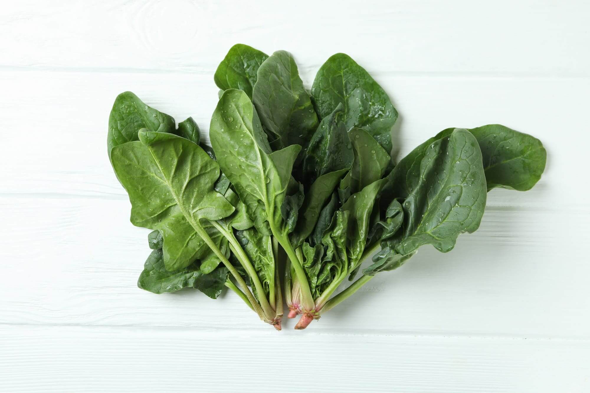 깨끗이 씻은 시금치 묶음, 흰색 배경 위에 정렬된 건강식 재료