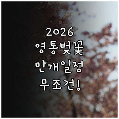 2026년 수원 영통구 벚꽃 개화시기..