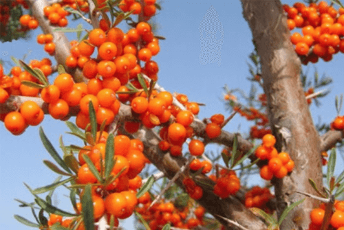 비타민 나무 효능01