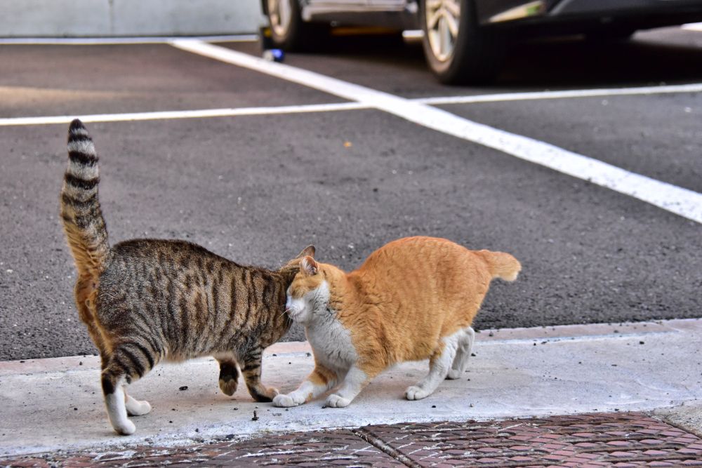 서감마을에서 본 고양이