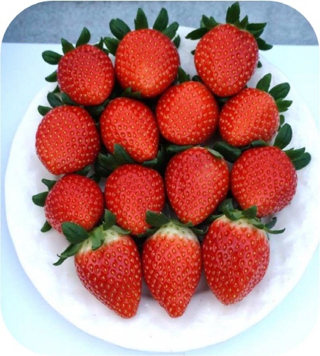 6시 내고향 야시장 진주 수곡 금실 딸기 인터넷 주문하는 법