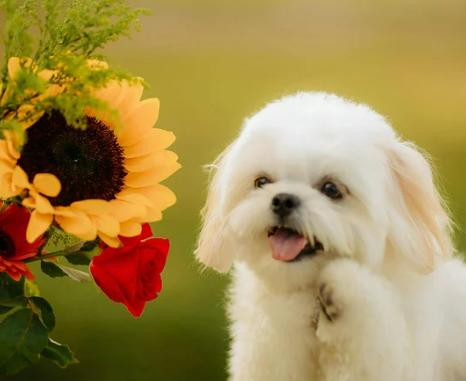 강아지 산책길 위험한 꽃 vs 안전한 식물 총정리