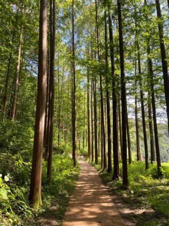 화인산림욕장 옥천 가볼만한곳 추천 명소 산책로 주차