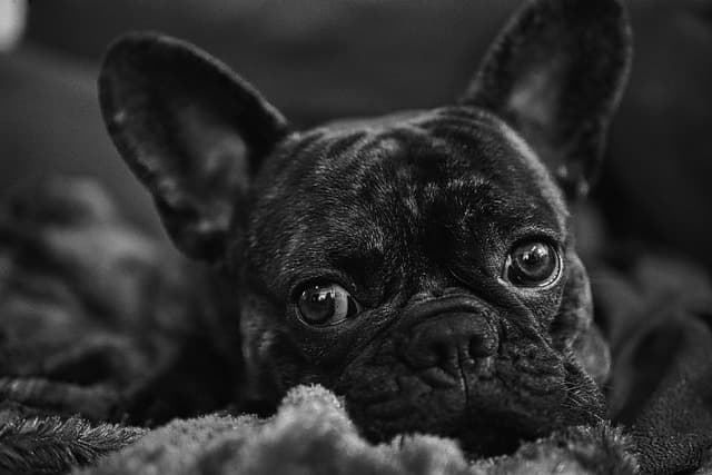 canine atopic dermatitis