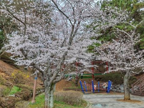 고성 벚꽃