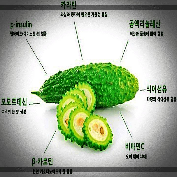 여주-영양-성분