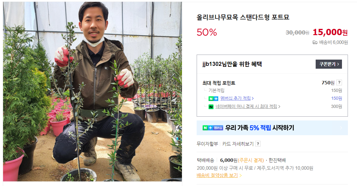 올리브 나무 제대로 키우기 및 물 주는 법 (+ 가지치기 묘목 화분)