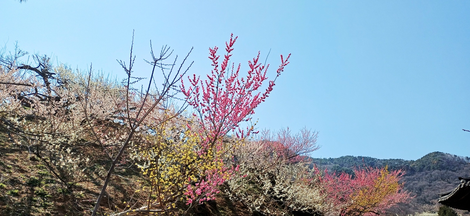 구례 매화축제 산책로를 따라 흐드러진 매화꽃 사이로 봄을 만끽하는 관광객들의 모습