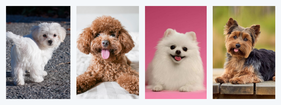 말티즈, 푸들, 포메라니안, 요크셔테리어