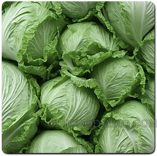 양배추 1 