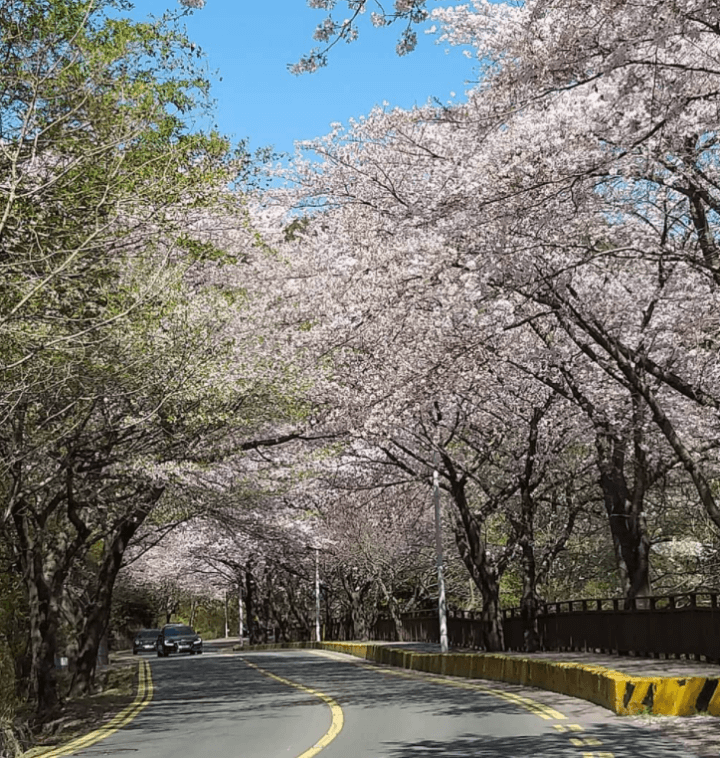 찻길을 따라 벛꽃이 피어있는 사진
