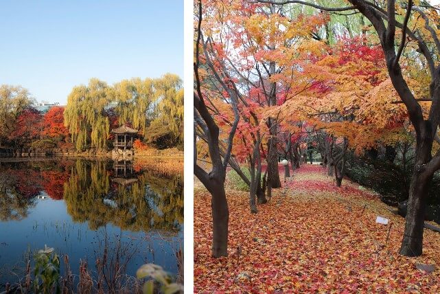 벽초지 수목원 가을꽃 국화축제에는 동양과 서양의 모습을 모두 볼 수 있는 수목원입니다