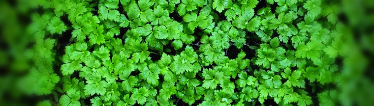 파드득-잎-사진