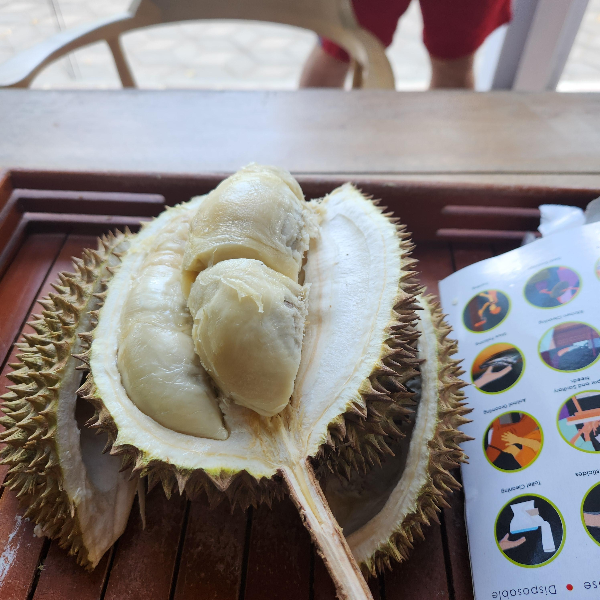 두리안 과일 내부가 보인다. 평소 보던 두리안 모습이 4덩이가 들어나있다.