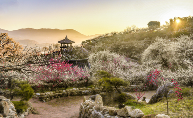 광양 매화축제