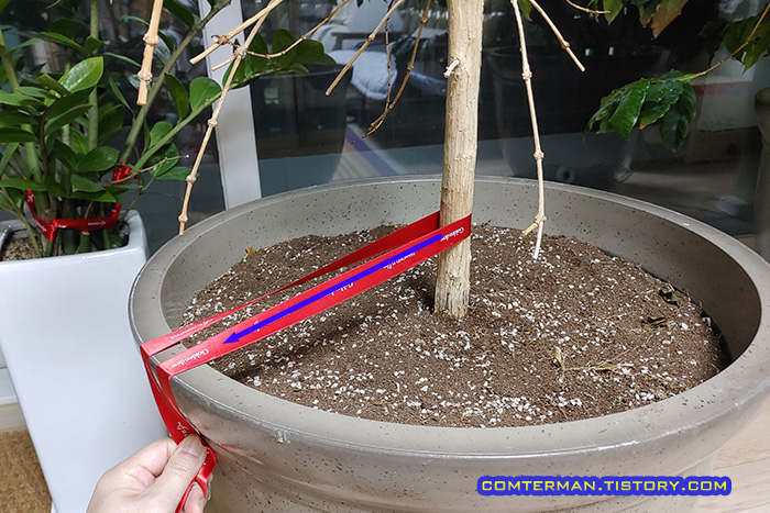 화분 나무 고정 요령