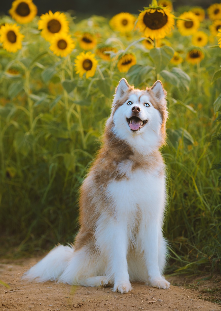 앙골라 허스키 (Anglola Husky)5